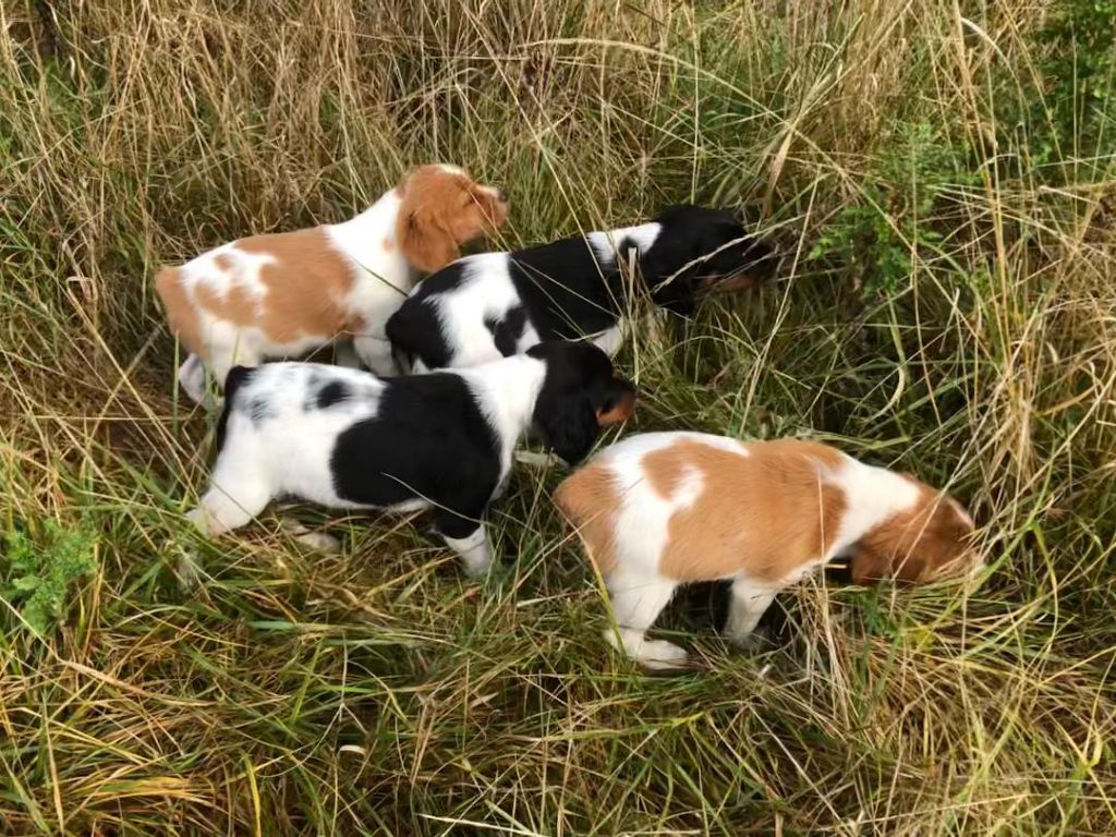 chiot Epagneul Breton Des Belles Rives De L’Indre