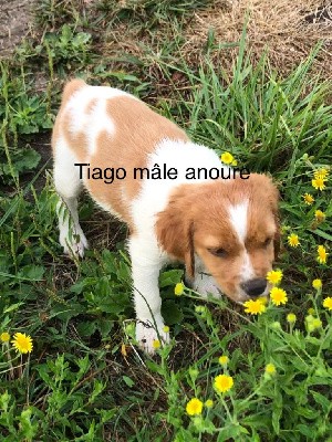 Tiago